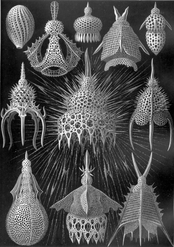 Ernst Haeckel: Art forms of nature 1