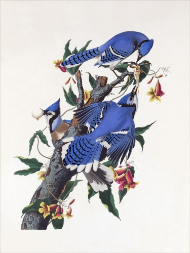 Birds: Blue Jay