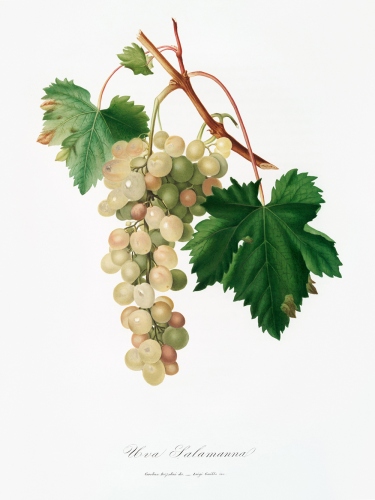 Grape Muscat