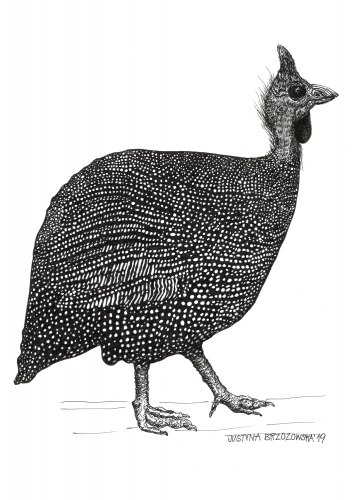 Justyna Brzozowska - Guinea fowl - a dinosaur's daughter