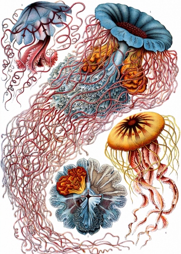Ernst Haeckel: Jellyfish