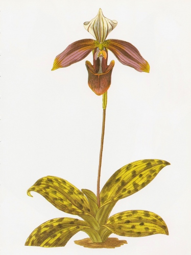 Orchid - Paphiopedilum purpuratum