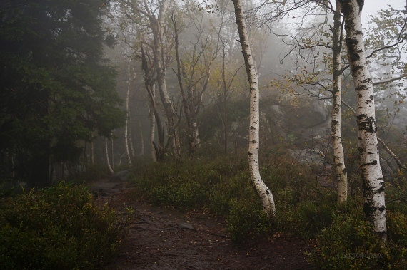 Katarzyna Świętochowska - Birches in the Fog