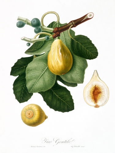Common Ficus