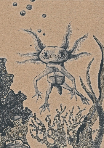 Laura Rumi - Axolotl