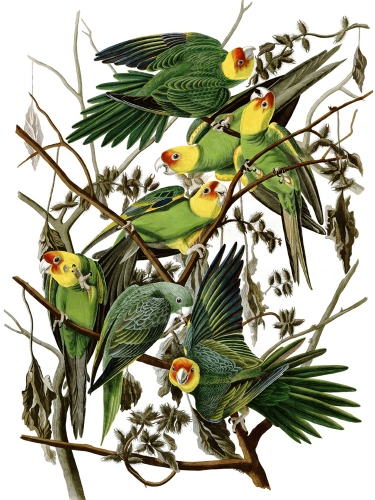 Parrot - Carolina parakeet