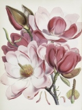 Magnolia Campbellii