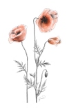 Pencil Flowers. Poppies - Małgorzata Goczewska