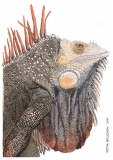 Maurice, das Reptil - Justyna Brzozowska