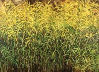 Canadian goldenrod from the series Herbarium (part 2 /right from the diptich) - Aleksandra Rey
