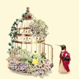 Lady Hummingbird - Chintami Ricci