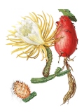 Selenicereus wielkokwiatowy,  Mary E. Eaton