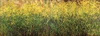 Canadian goldenrod from the series Herbarium - Aleksandra Rey
