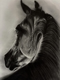 Horse - Jowita Piotrowska
