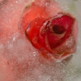 Ice rose - Małgorzata Marczuk