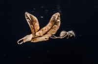 Flight of Cranes - Małgorzata Marczuk