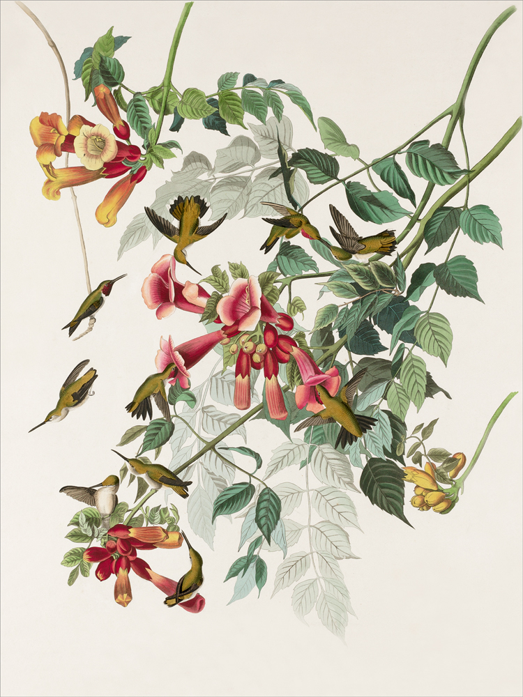 kwiaty ilustracja botaniczna 